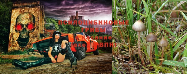 шишки Новокубанск