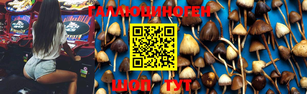купить наркоту  Галлюциногенные грибы MAGIC MUSHROOMS  Вход с VPN  Евпатория 